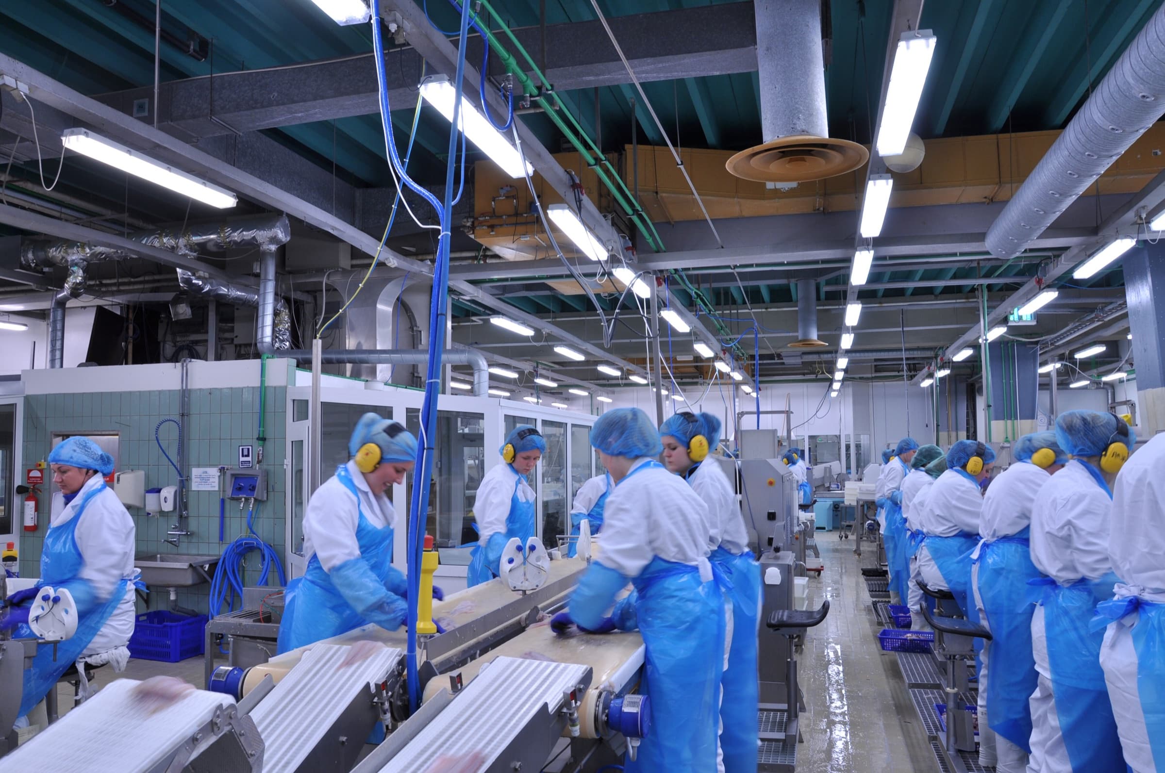 Food production team working beside hygienic processing conveyors